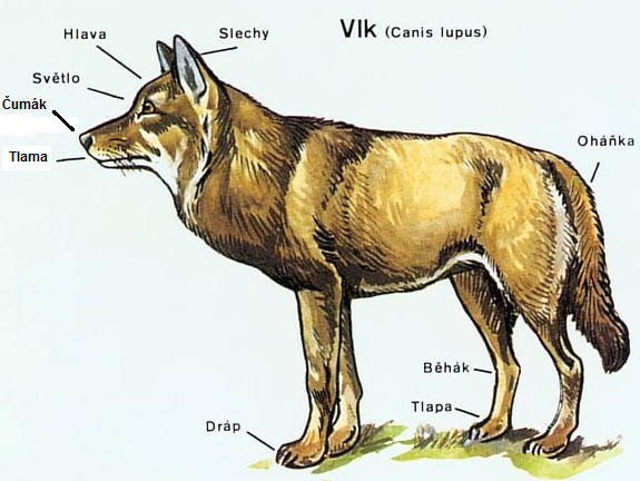 popis vlka